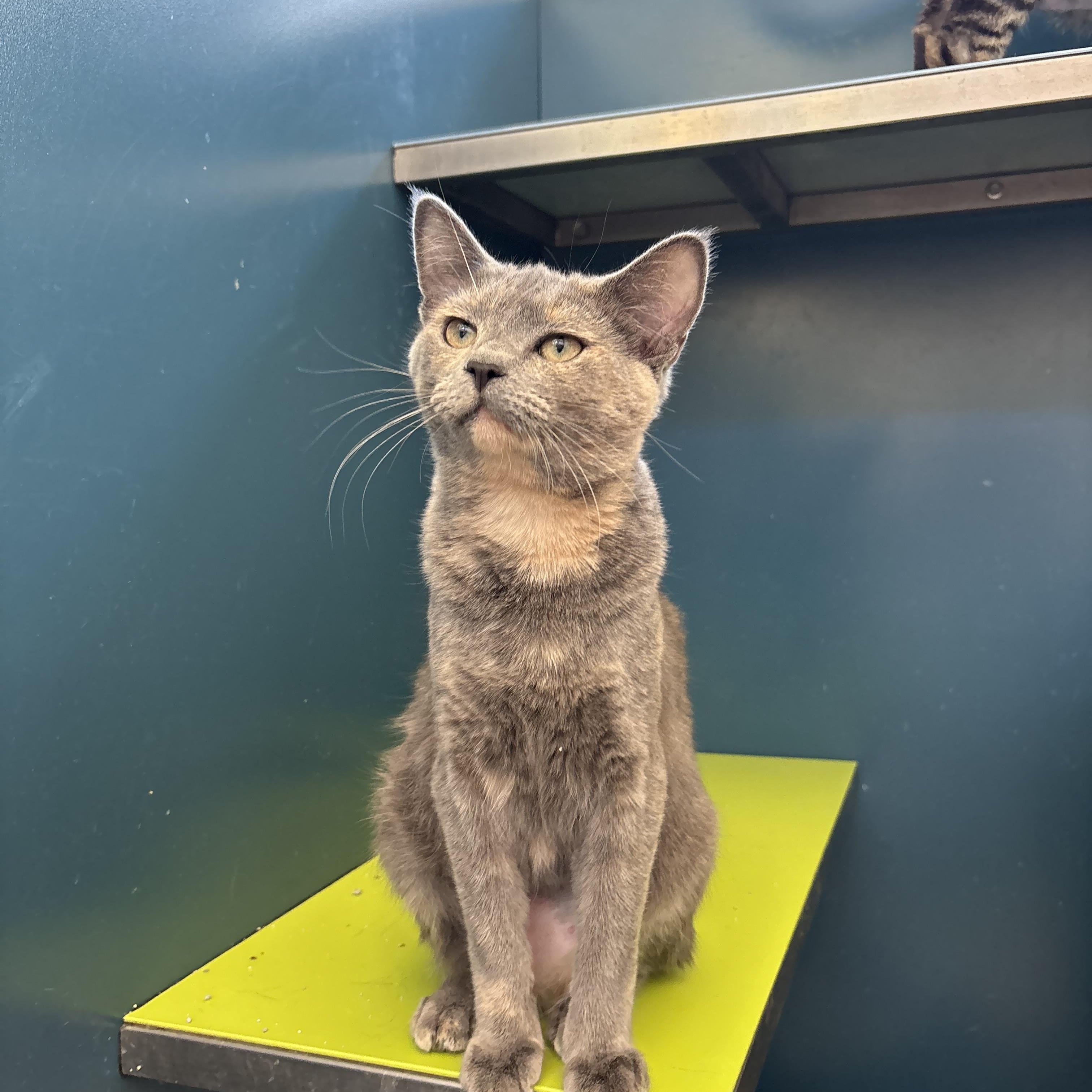 Vivi, a Adoptable Domestic Short Hair in Waterloo, IA image 2/4