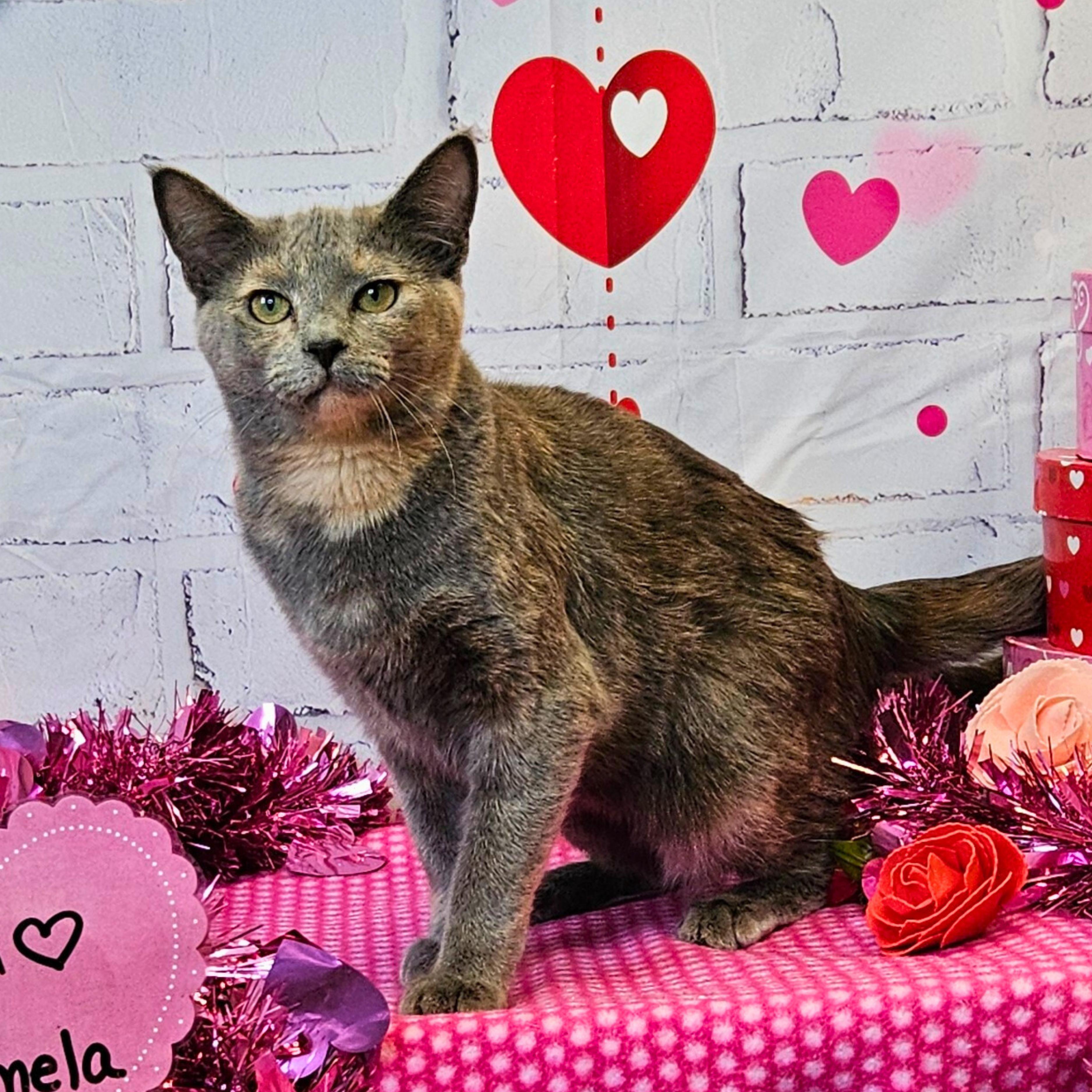 Vivi, a Adoptable Domestic Short Hair in Waterloo, IA image 1/4