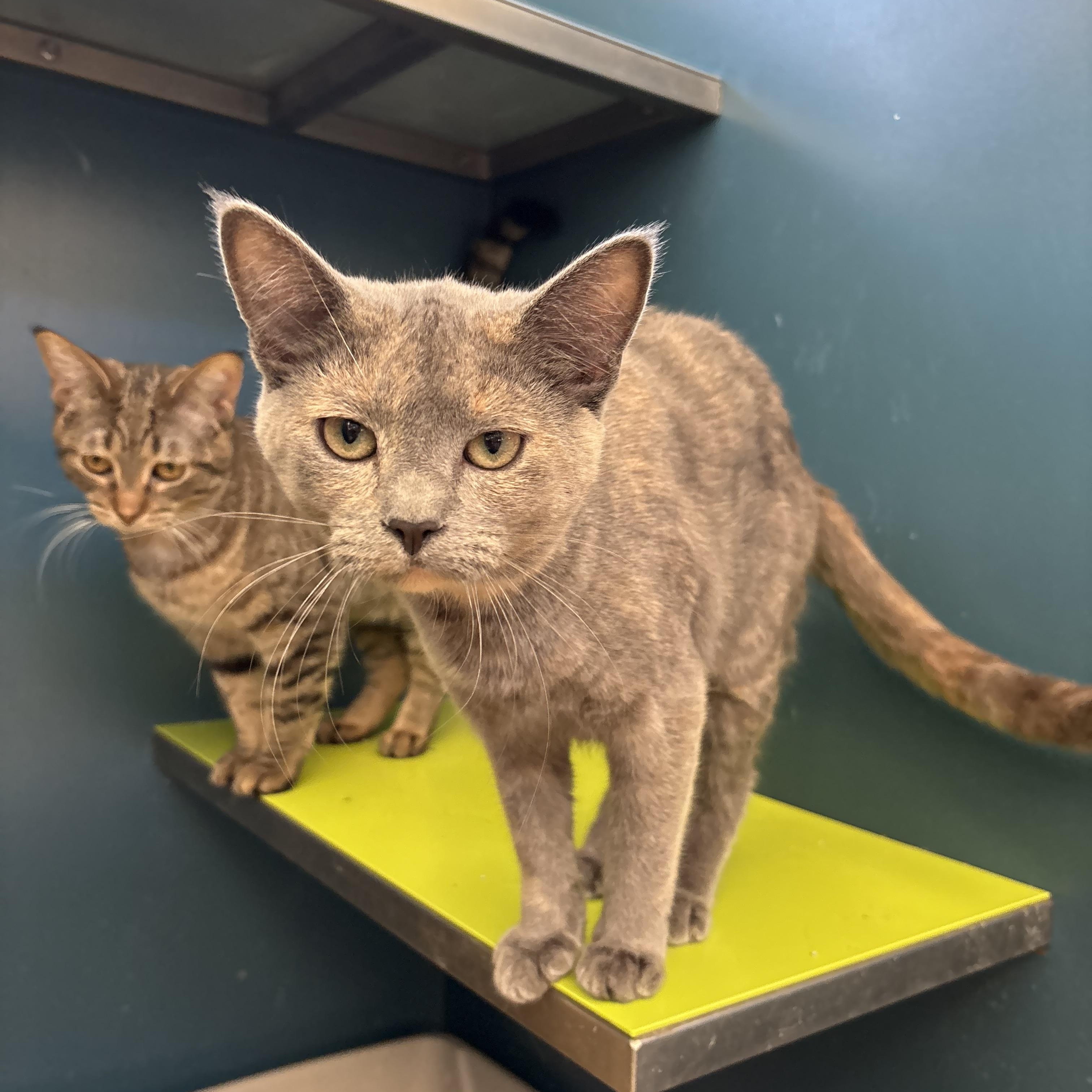 Vivi, a Adoptable Domestic Short Hair in Waterloo, IA image 3/4