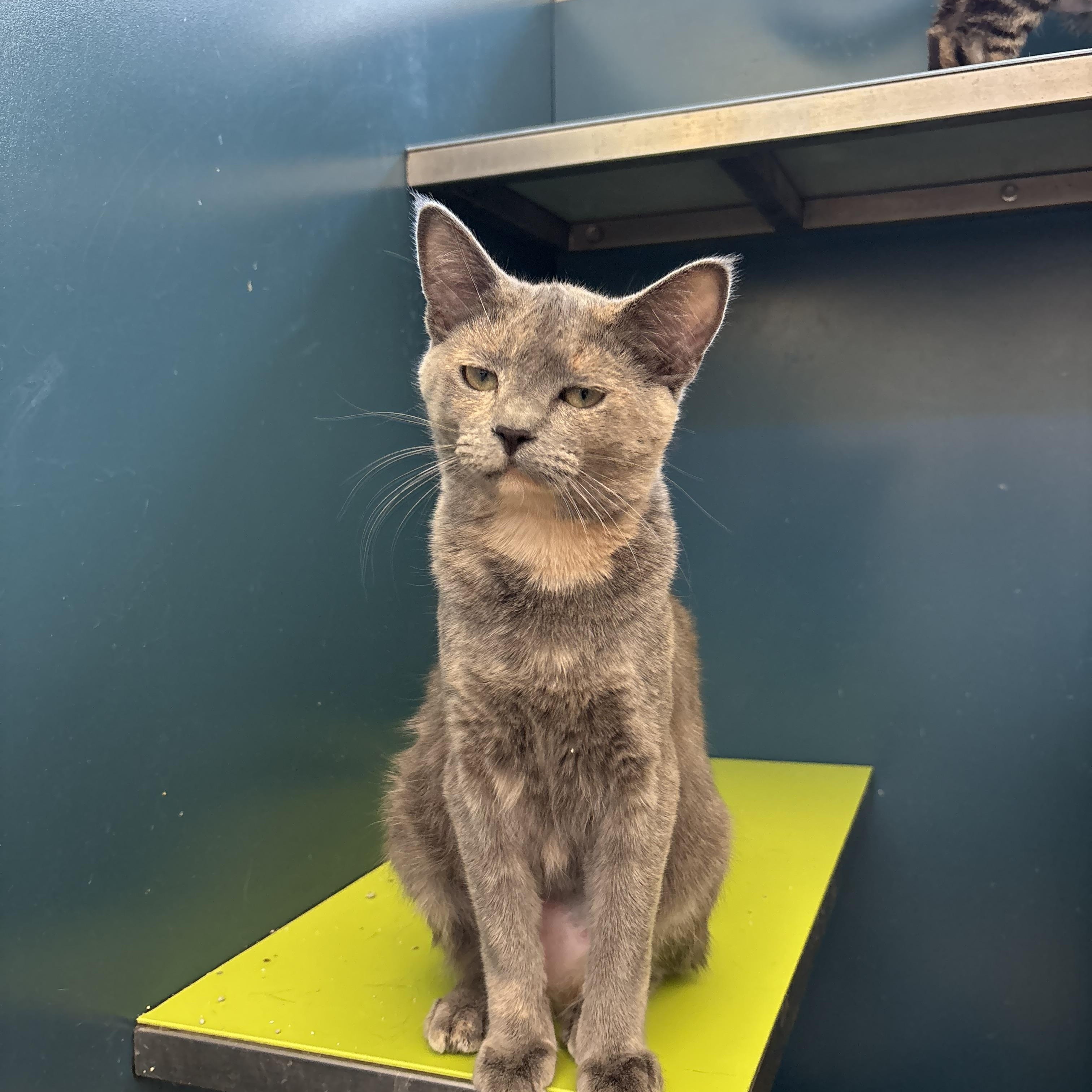 Vivi, a Adoptable Domestic Short Hair in Waterloo, IA image 4/4