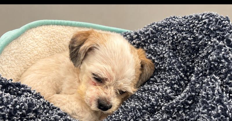Enlarge Ted, a Adoptable Shih Tzu in Canton , GA image 1/1