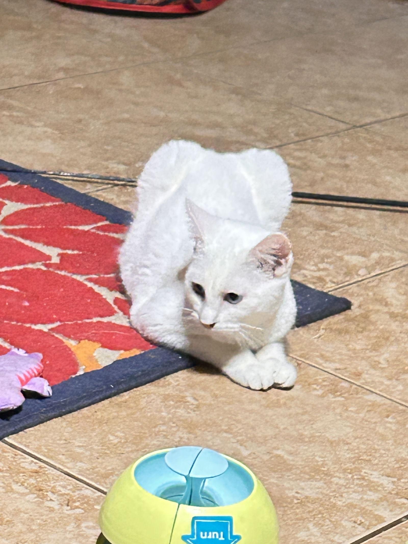 WENDY, Adopted, Young Female British Shorthair & Turkish Angora.