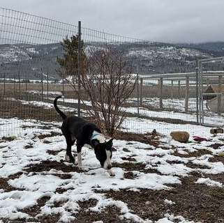 Enlarge Lil' Bitty, a ADOPTABLE mixed breed in Driggs, ID image 3/6