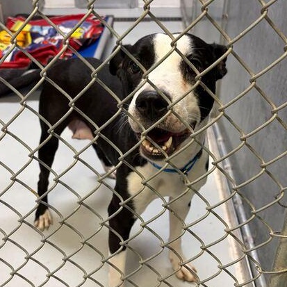 Enlarge Lil' Bitty, a ADOPTABLE mixed breed in Driggs, ID image 5/6