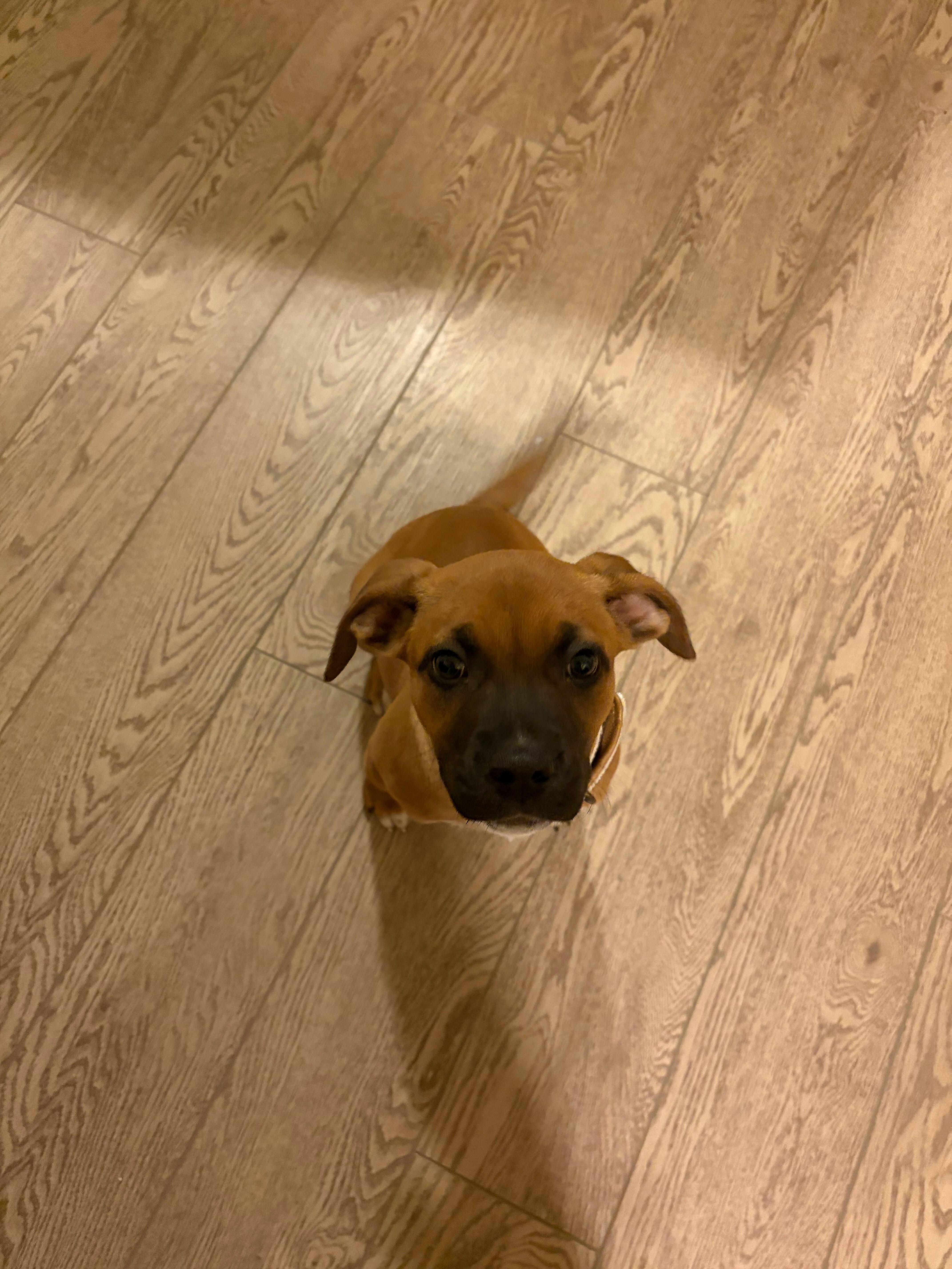 Enlarge Lil' Bitty, a ADOPTABLE mixed breed in Driggs, ID image 1/6