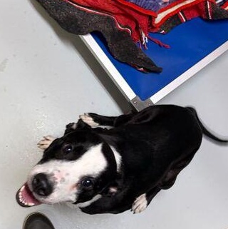 Enlarge Lil' Bitty, a ADOPTABLE mixed breed in Driggs, ID image 4/6