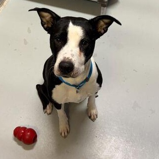 Enlarge Lil' Bitty, a ADOPTABLE mixed breed in Driggs, ID image 2/6