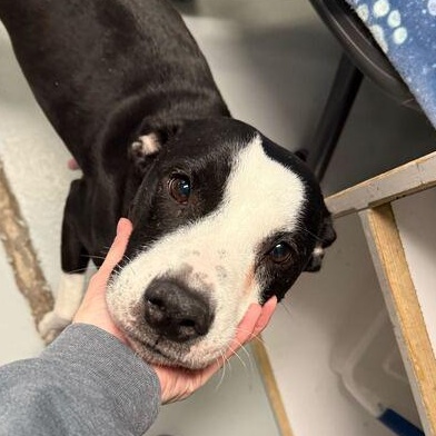 Enlarge Lil' Bitty, a ADOPTABLE mixed breed in Driggs, ID image 6/6