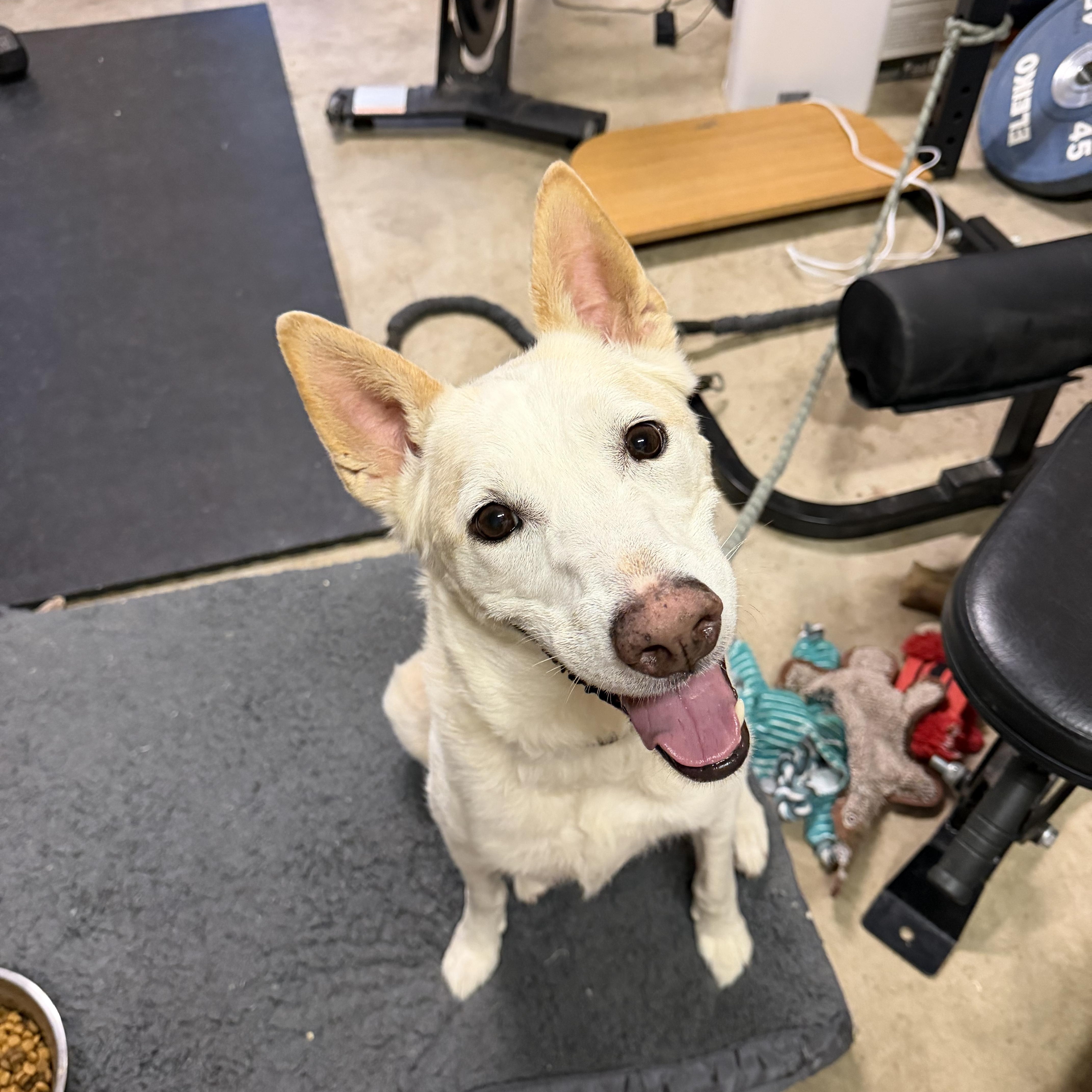 Brian, Adoptable, Adult Male Husky.