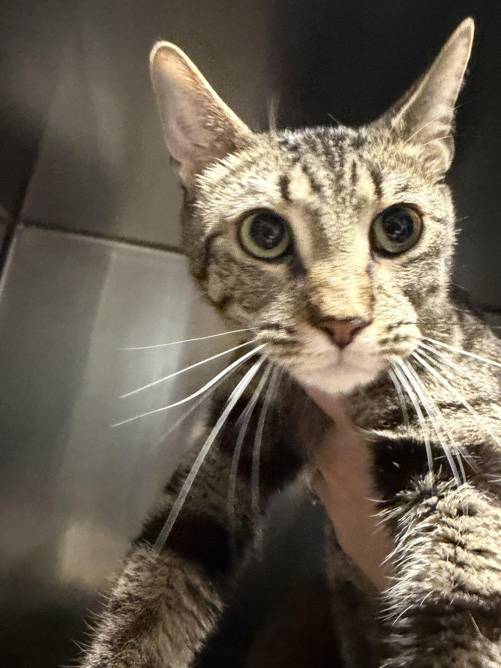 Go Tee, Adoptable, Young Male Domestic Short Hair.