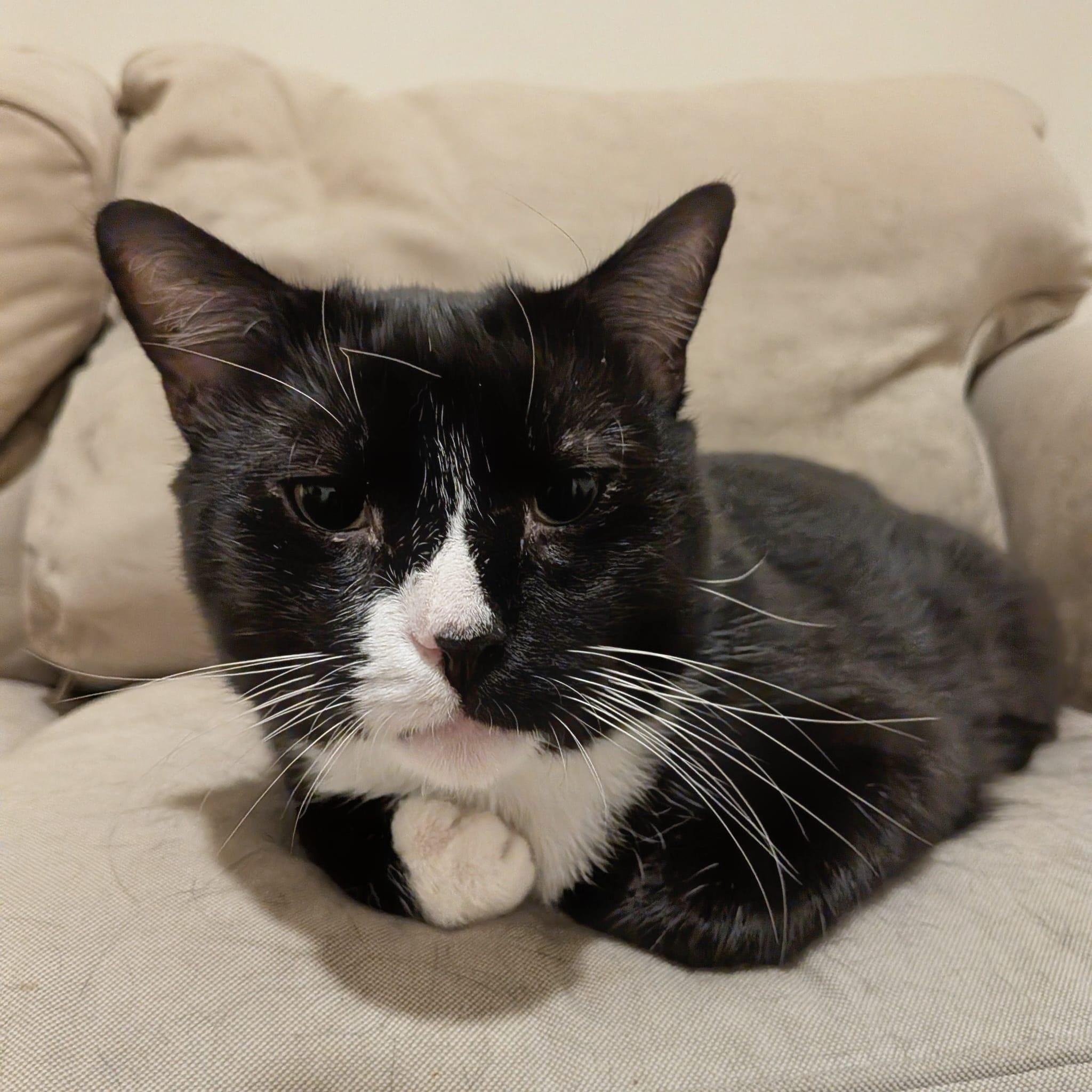 Enlarge Mugzy, a ADOPTABLE mixed breed in New york, NY image 4/4