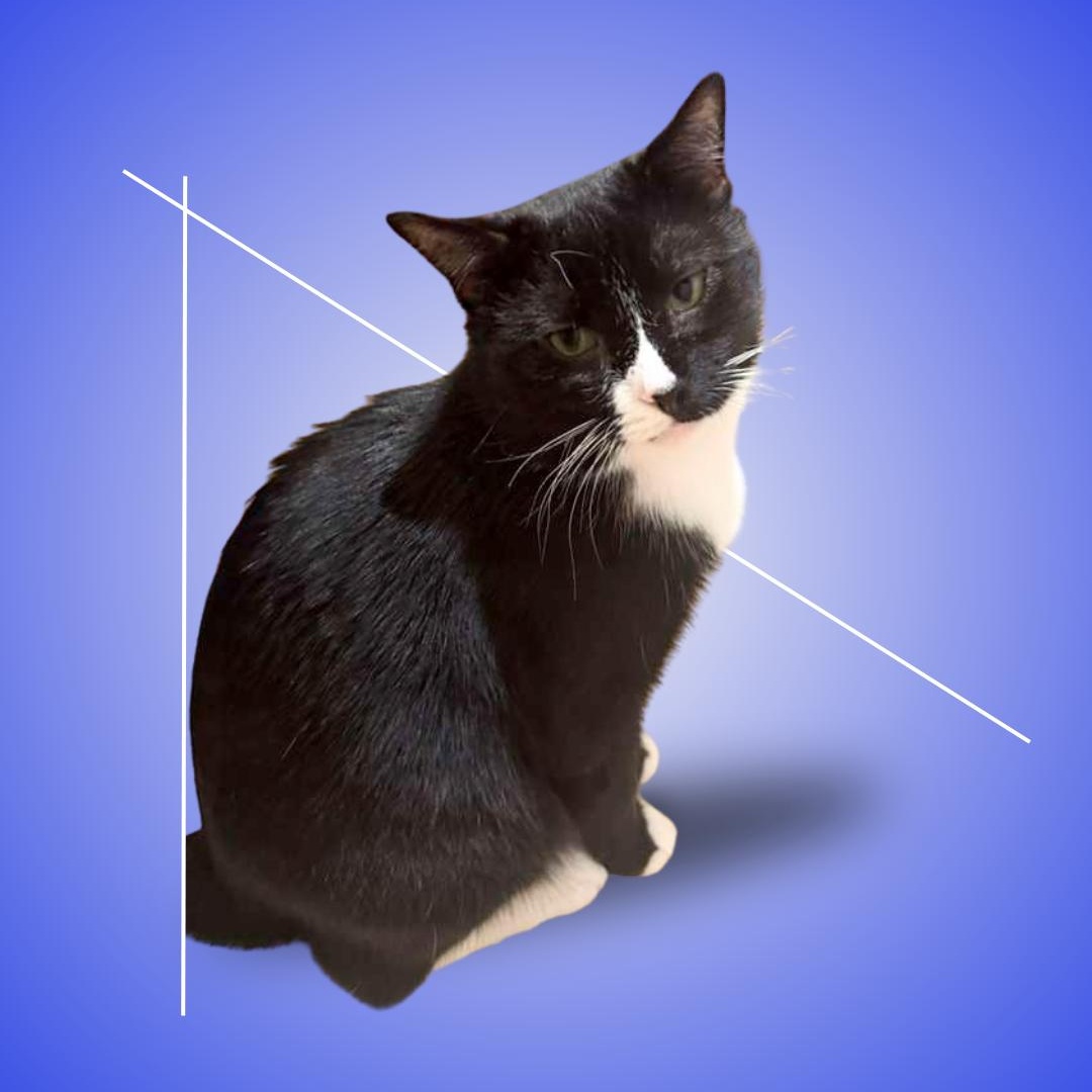 Mugzy, ADOPTABLE, Adult Male Domestic Short Hair.