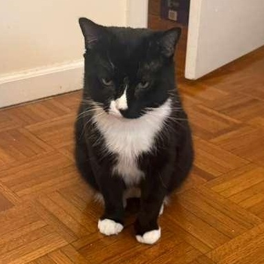 Enlarge Mugzy, a ADOPTABLE mixed breed in New york, NY image 3/4