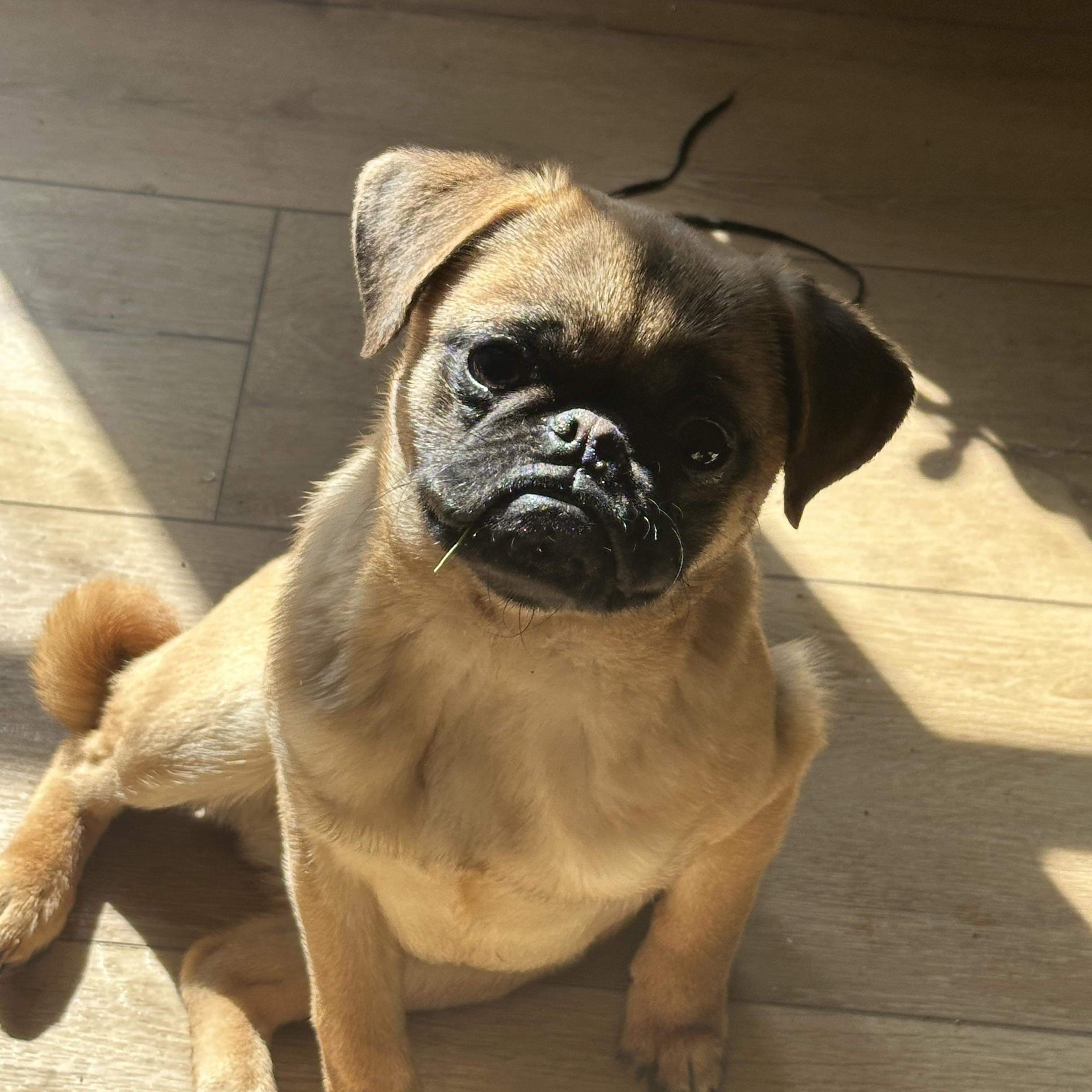 Pugga, a Adopted Pug in Powell, TN image 1/3