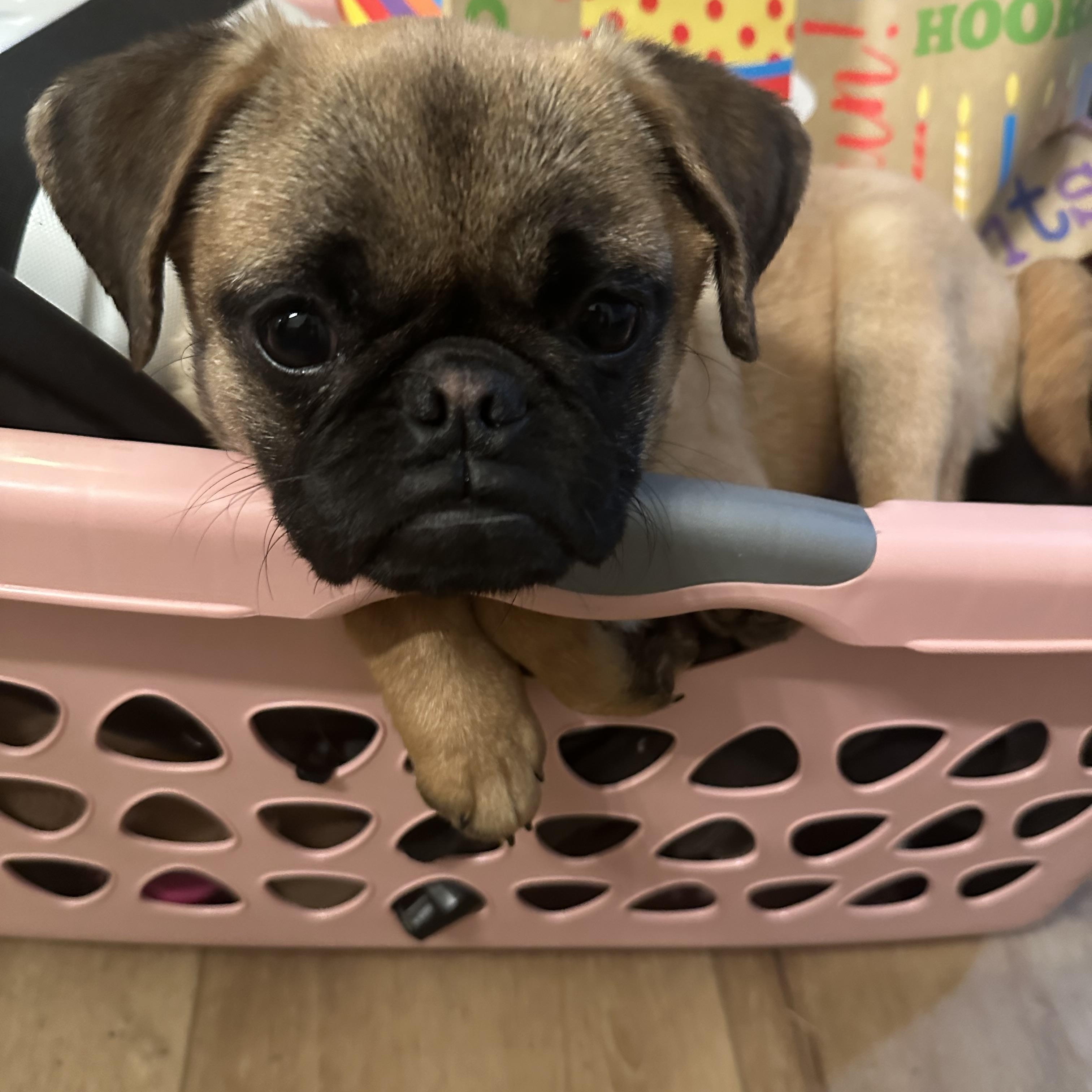 Pugga, a Adopted Pug in Powell, TN image 2/3