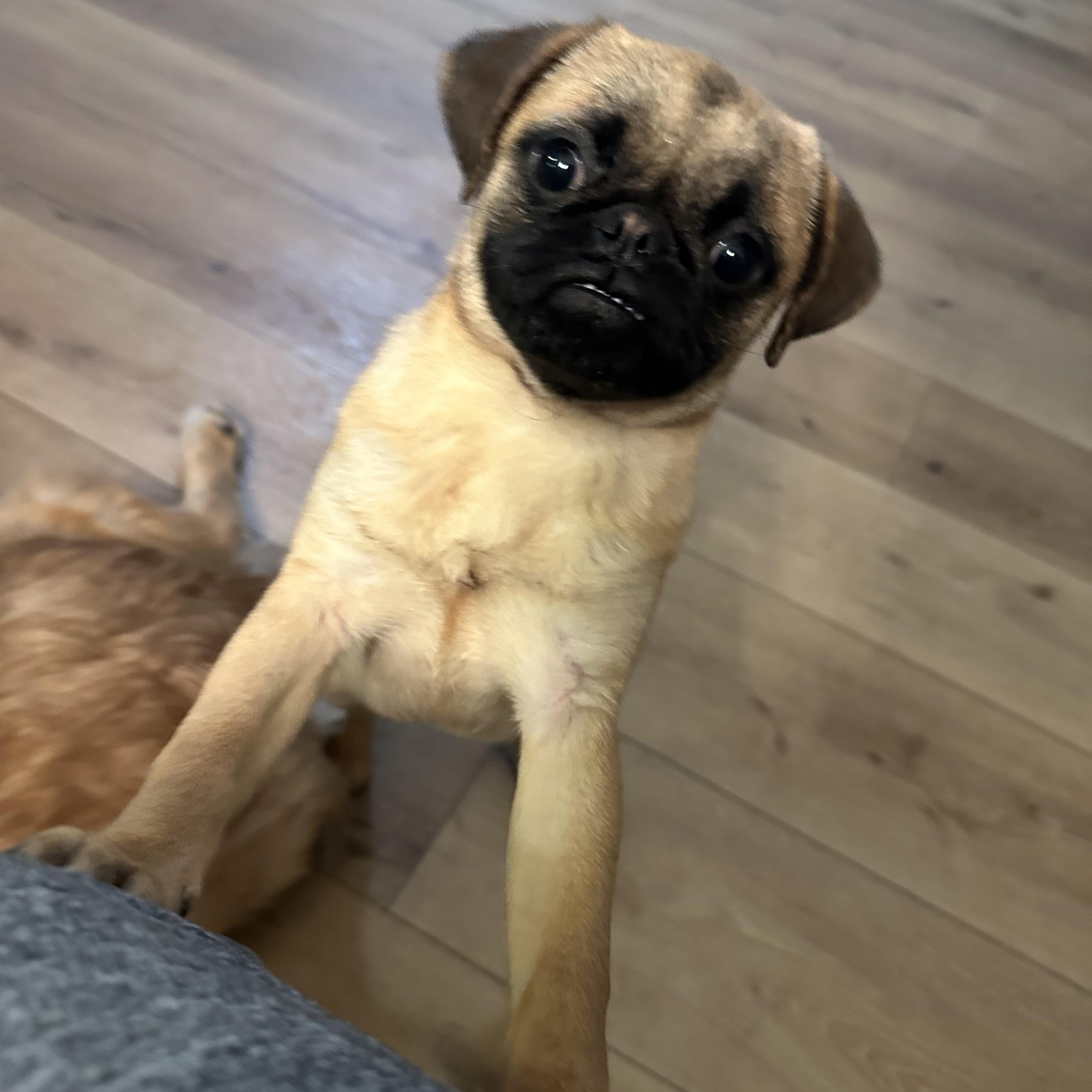 Pugga, a Adopted Pug in Powell, TN image 3/3