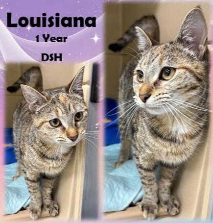 Louisiana, ADOPTABLE, Adult Female Domestic Short Hair.