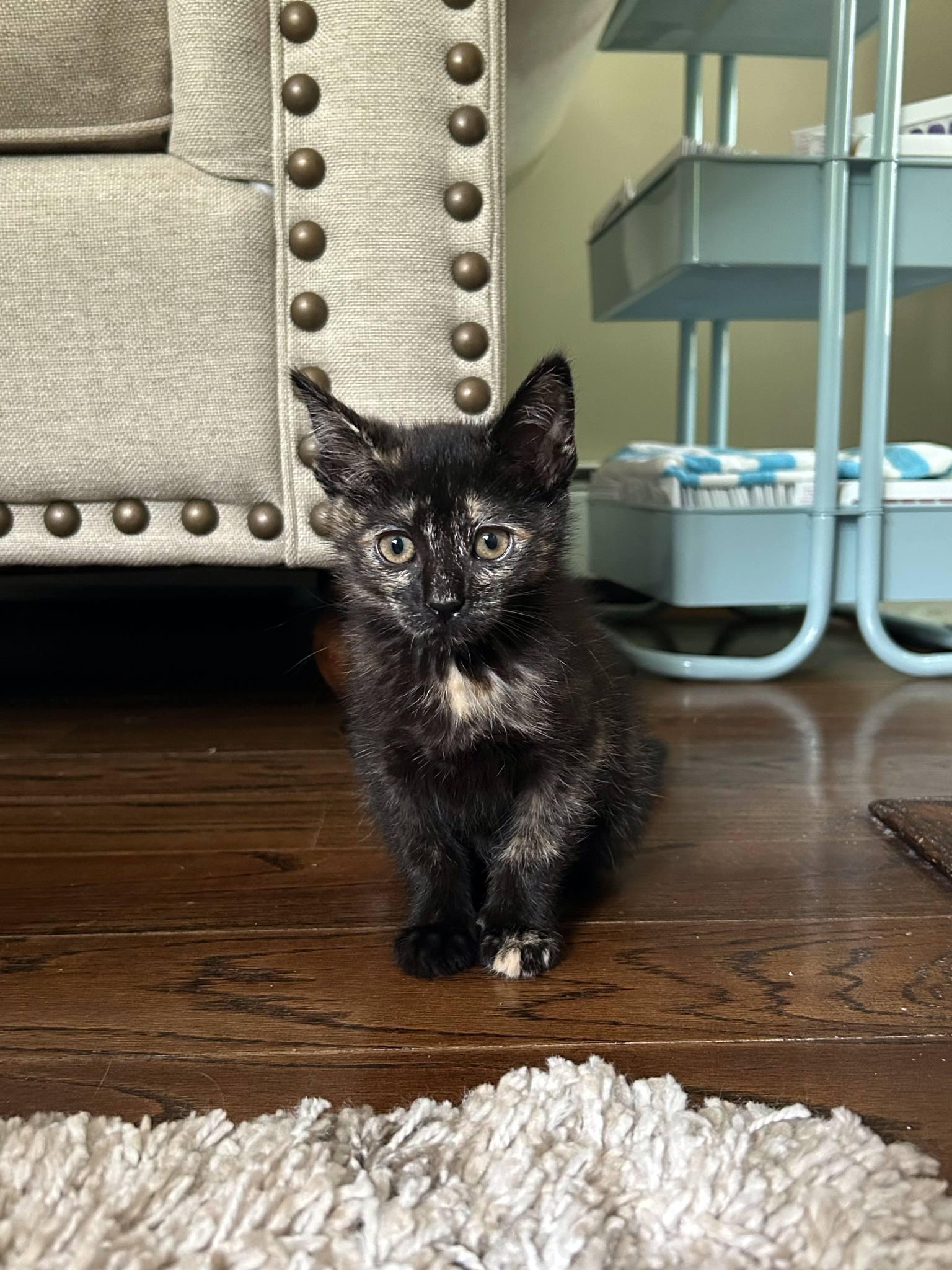 Penny photo 2