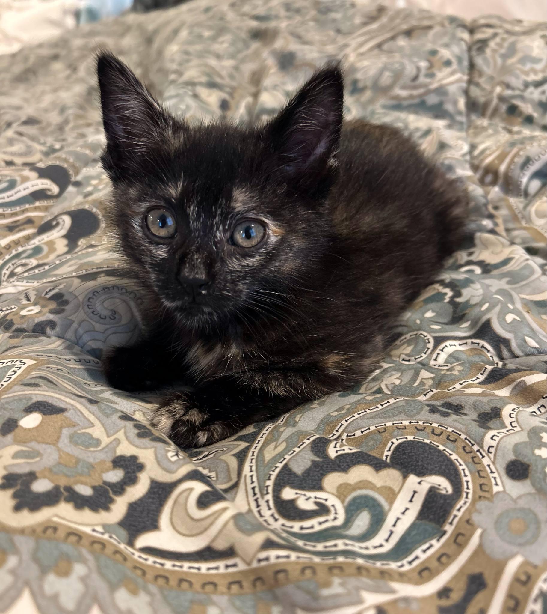 Penny, Baby Female Domestic Short Hair