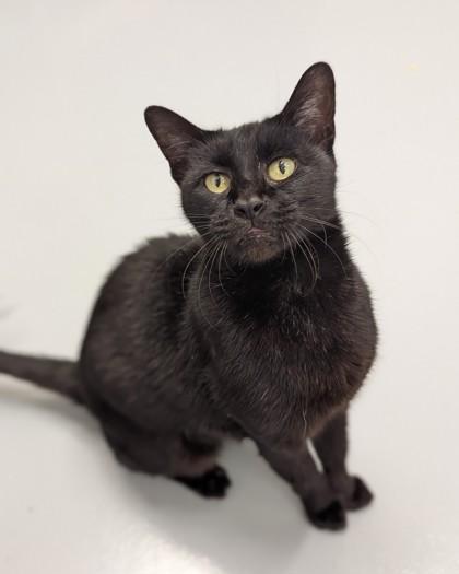 Enlarge Beauty, a Adoptable mixed breed in Saint Petersburg, FL image 1/3