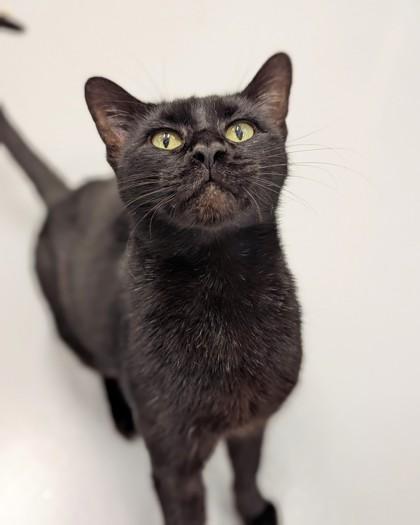 Enlarge Beauty, a Adoptable mixed breed in Saint Petersburg, FL image 2/3