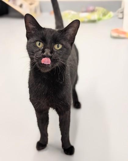 Enlarge Beauty, a Adoptable mixed breed in Saint Petersburg, FL image 3/3