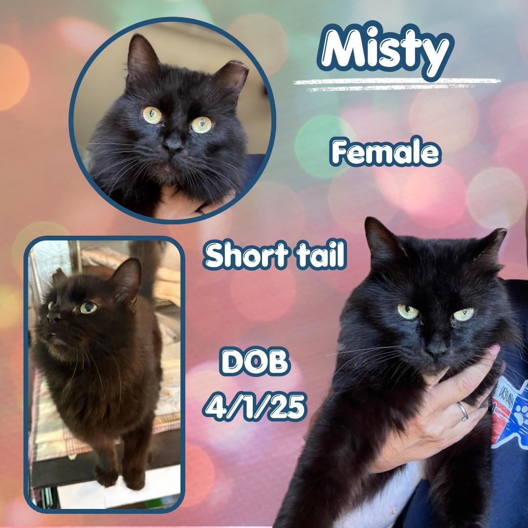Enlarge Misty, a Adoptable mixed breed in Coeur D Alene, ID image 1/1