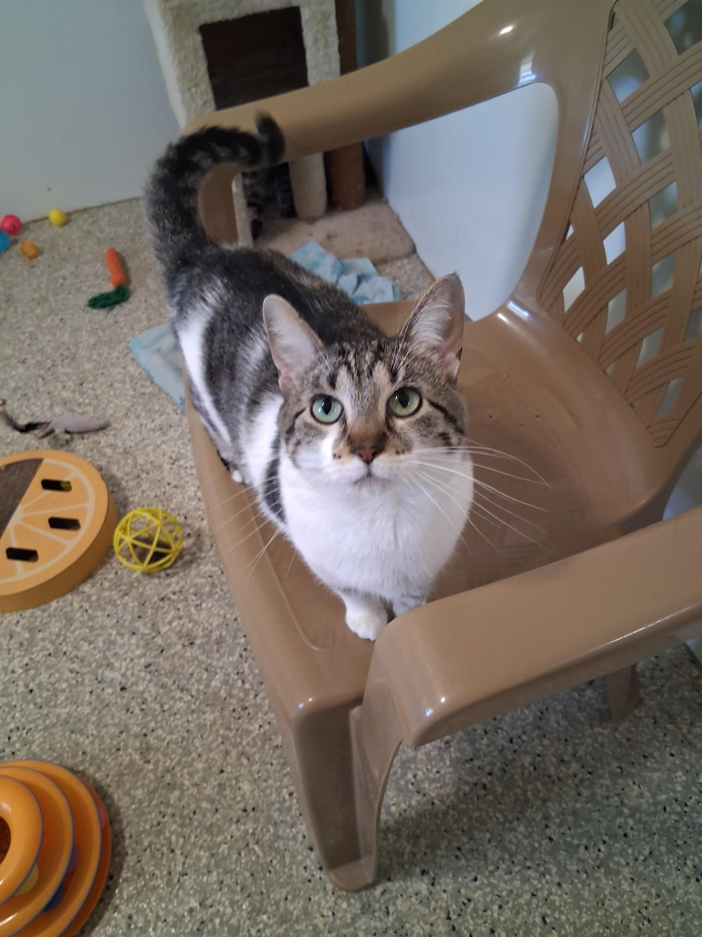 Enlarge Diamond, a Adoptable Domestic Short Hair in Lincoln, IL image 3/3