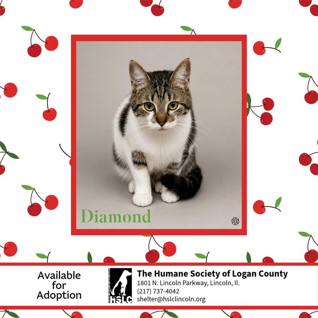 Enlarge Diamond, a Adoptable Domestic Short Hair in Lincoln, IL image 1/3