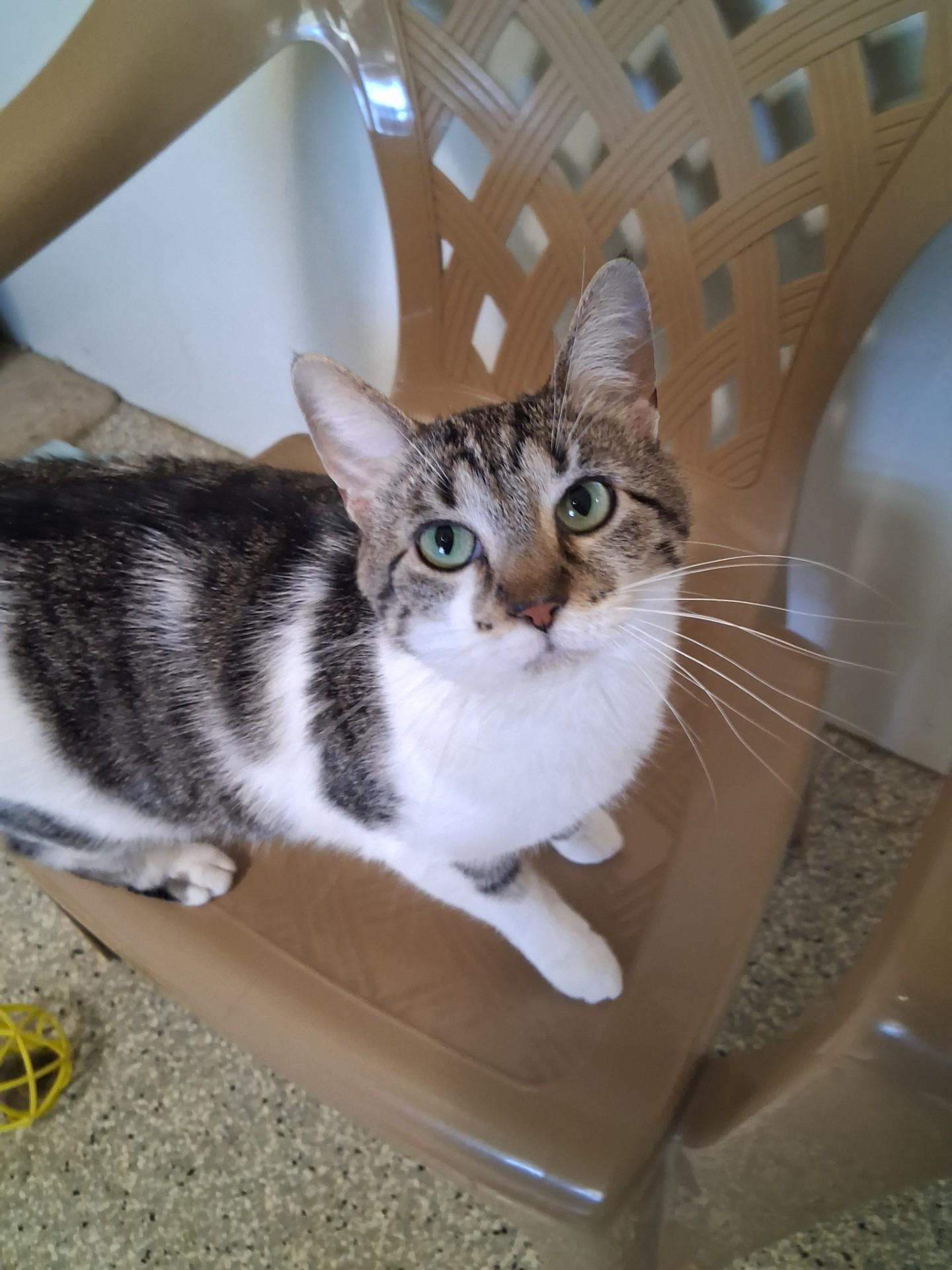 Enlarge Diamond, a Adoptable Domestic Short Hair in Lincoln, IL image 2/3
