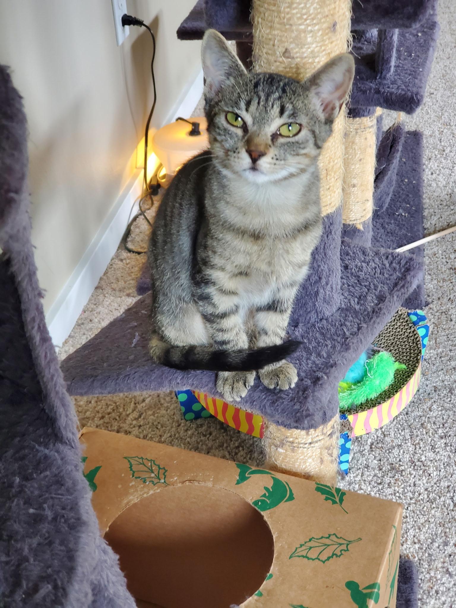 Enlarge Brigid, an adopted Domestic Medium Hair in Tillamook, OR image 4/6