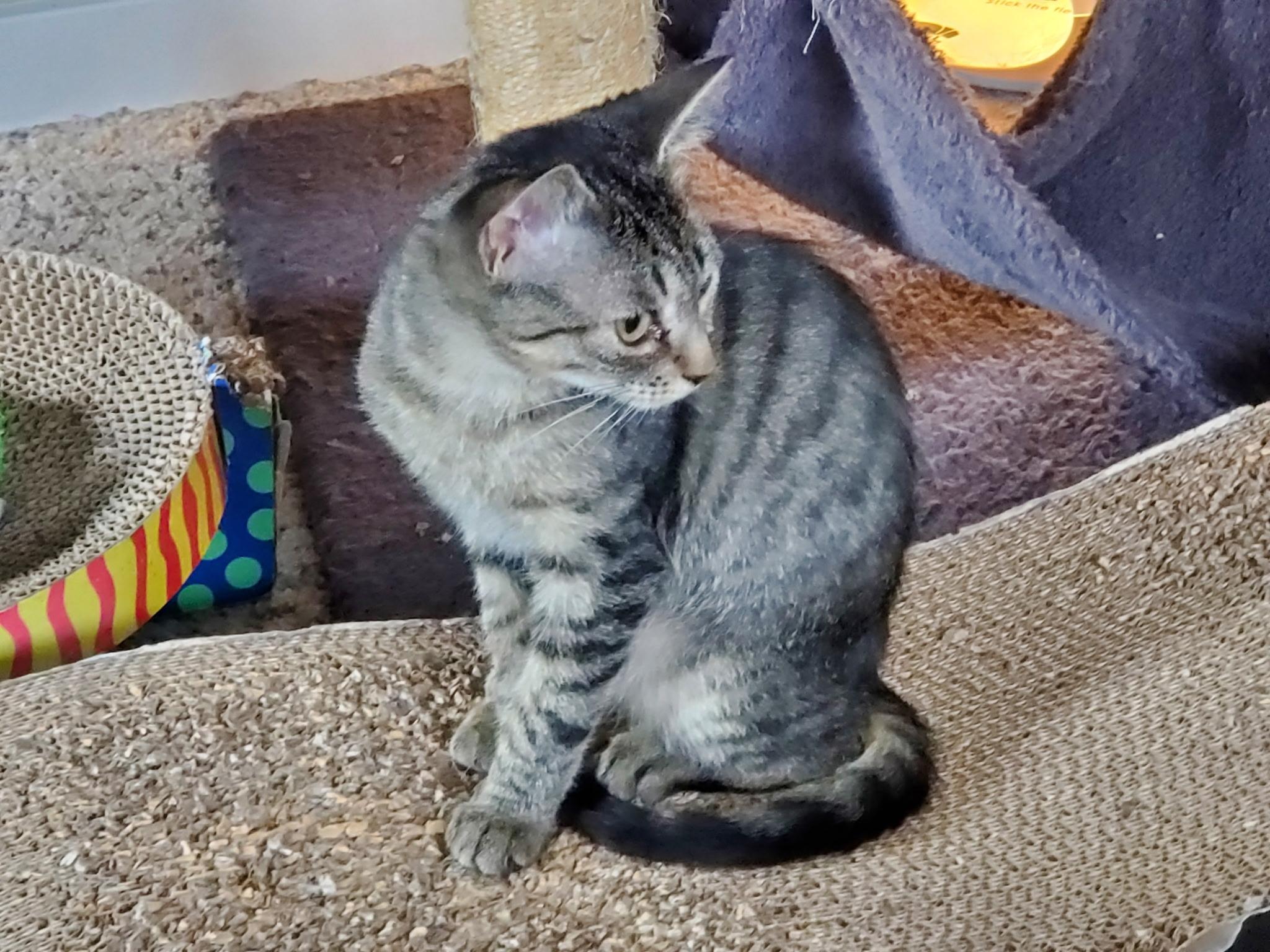Enlarge Brigid, an adopted Domestic Medium Hair in Tillamook, OR image 2/6