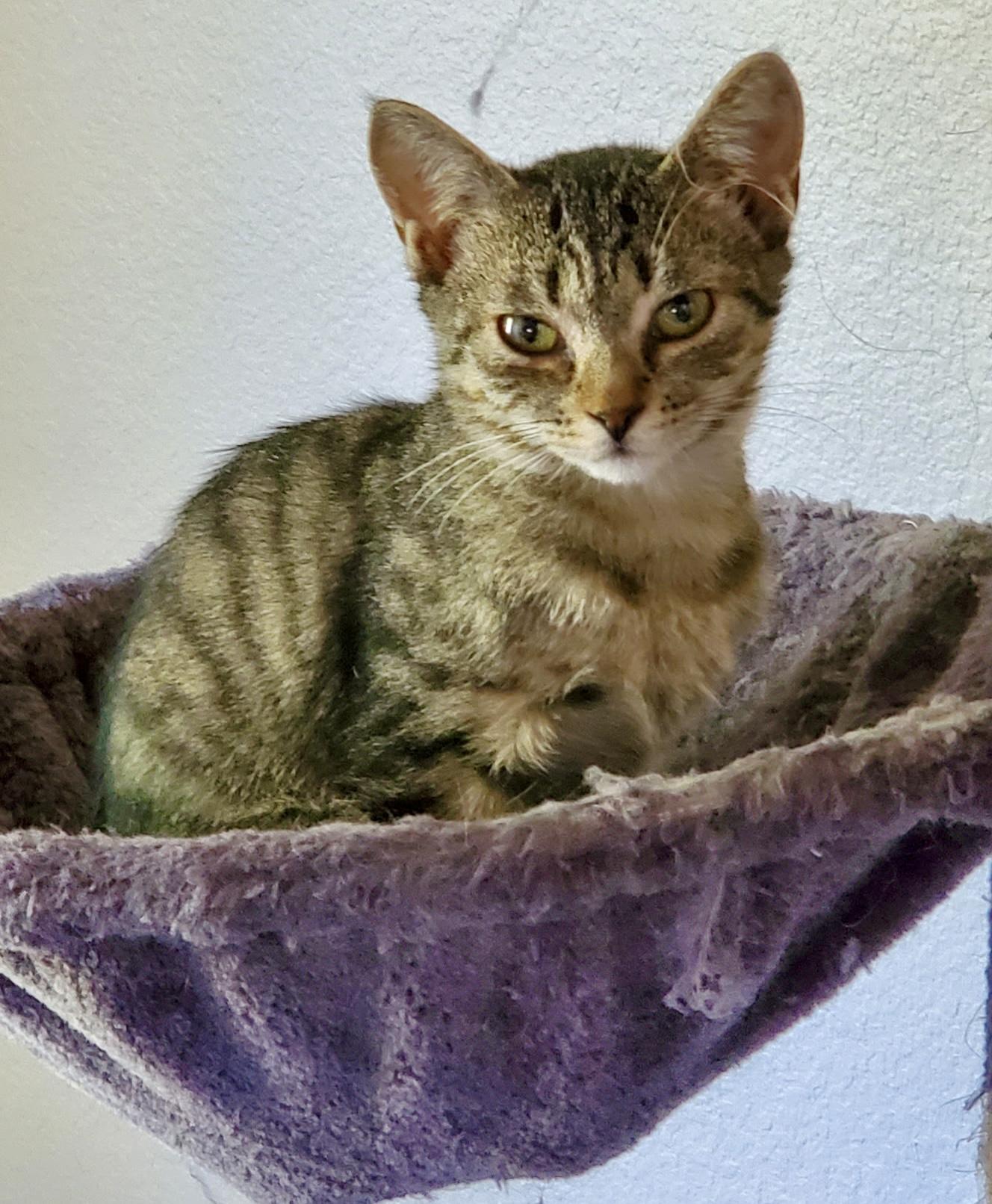 Brigid, adopted, Young Female Domestic Medium Hair.