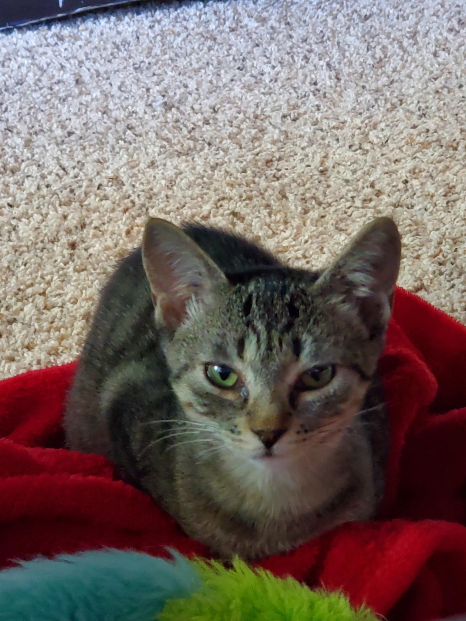 Enlarge Brigid, an adopted Domestic Medium Hair in Tillamook, OR image 5/6