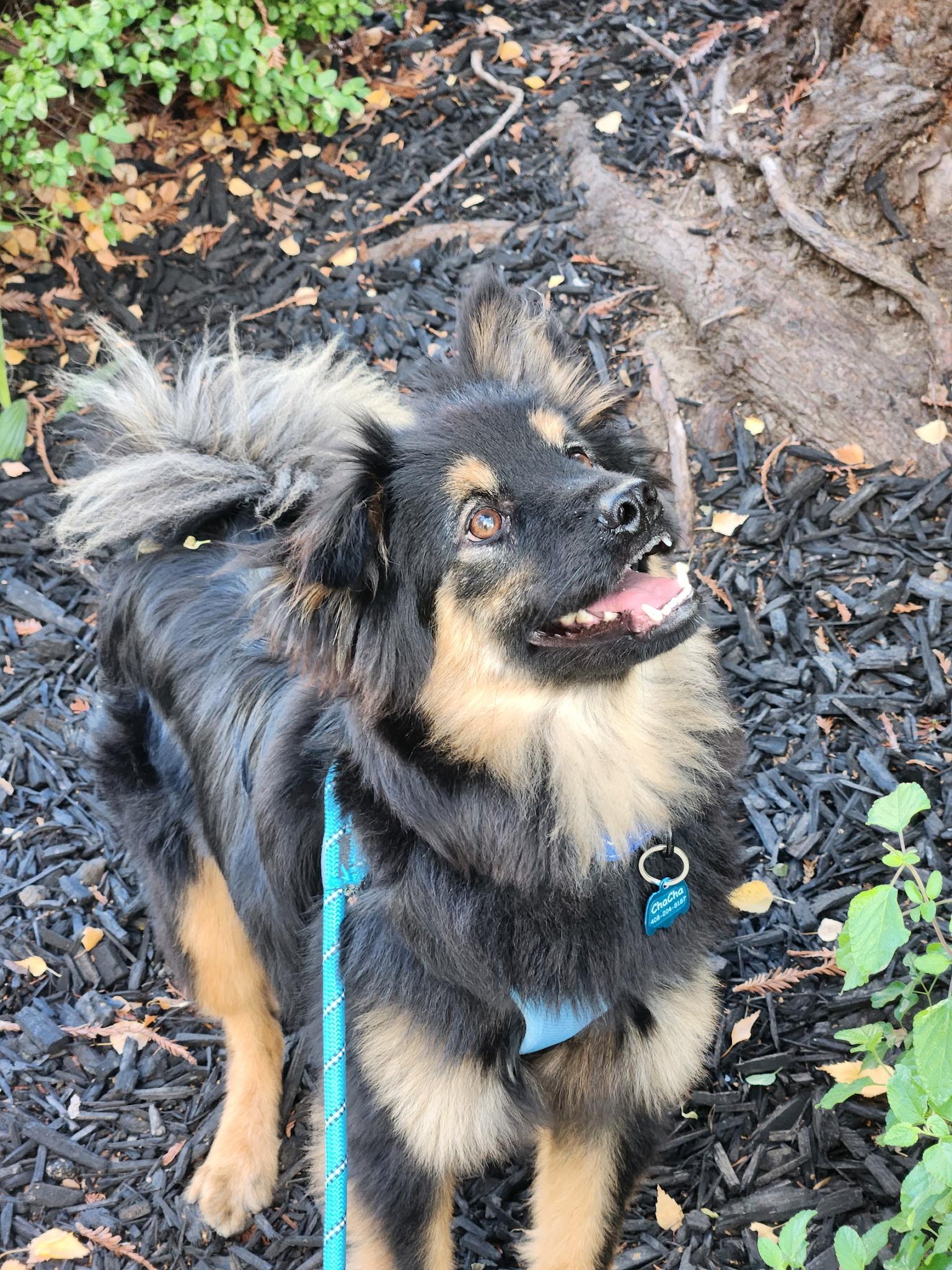 Enlarge Dusty, a ADOPTABLE mixed breed in San Jose, CA image 2/3