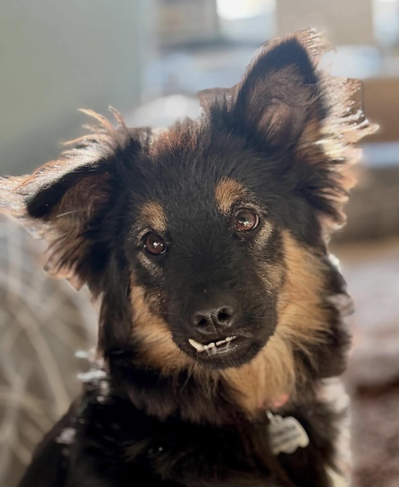 Enlarge Dusty, a ADOPTABLE mixed breed in San Jose, CA image 3/3