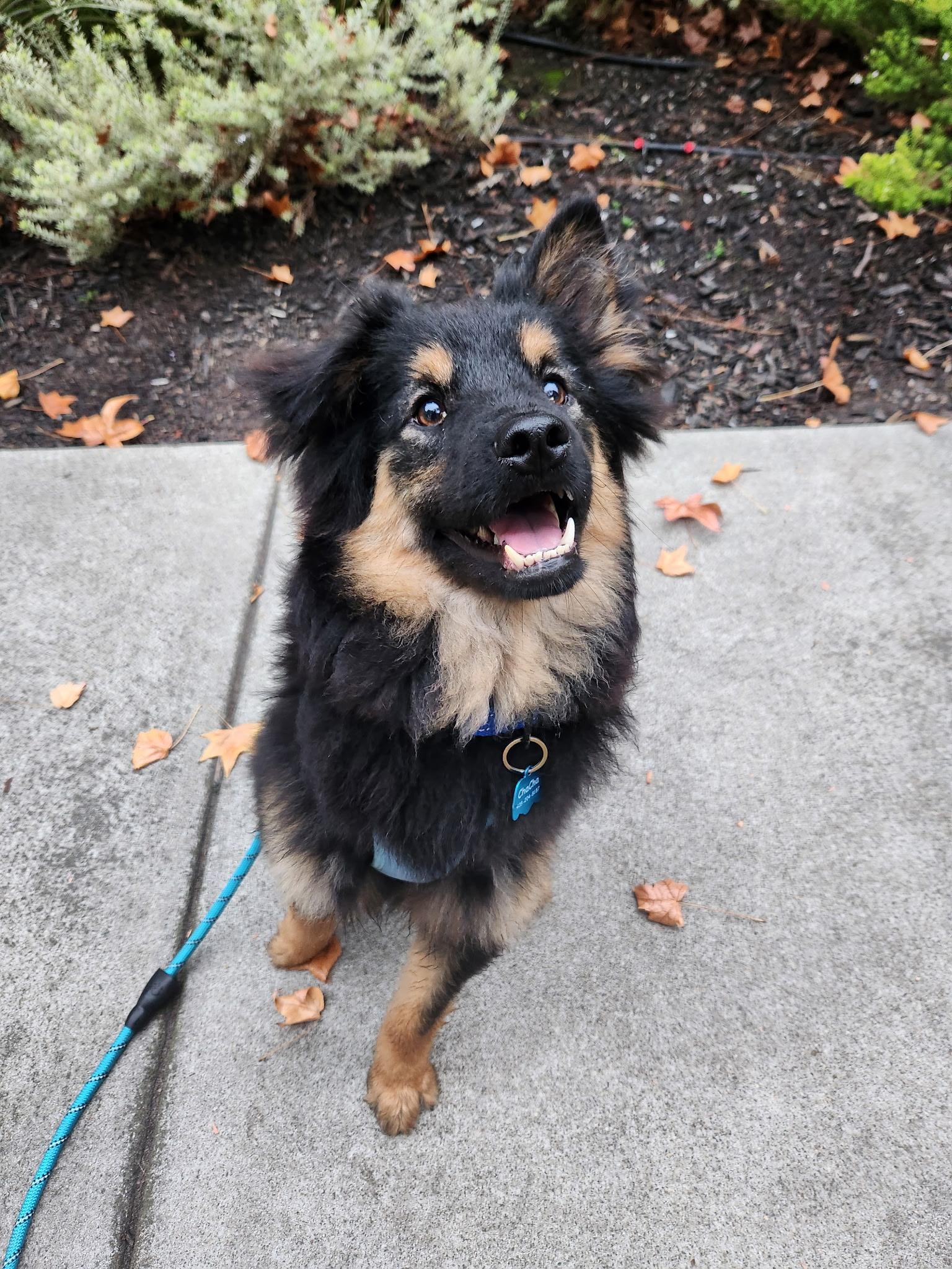 Enlarge Dusty, a ADOPTABLE mixed breed in San Jose, CA image 1/3