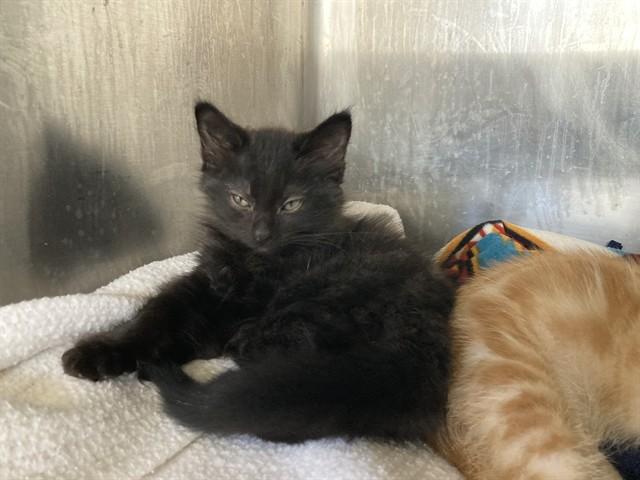 EMBER, Adoptable, Kitten Female Domestic Medium Hair.