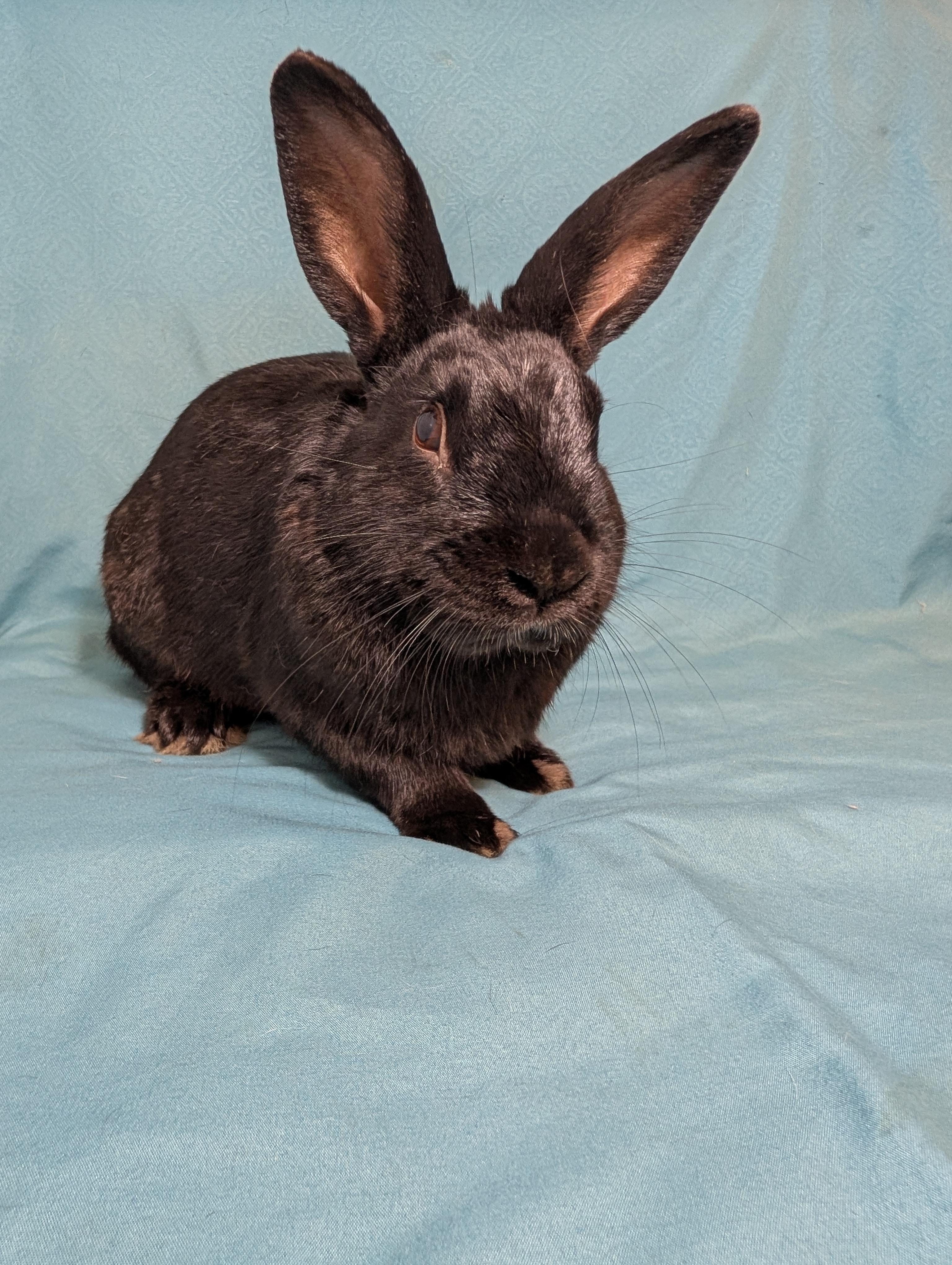Enlarge Houdini , a Adoptable Havana in Lake Elsinore, CA image 2/6