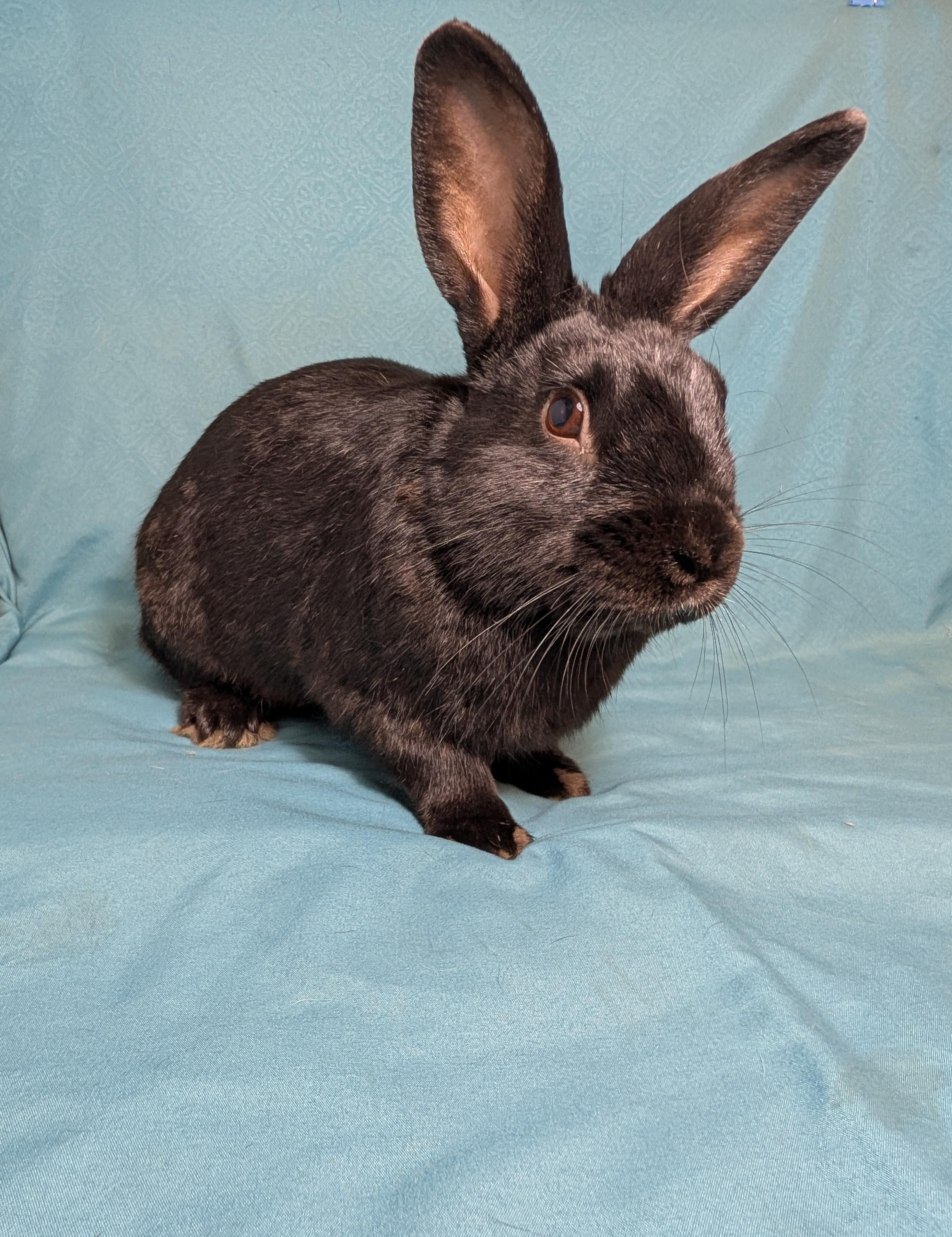 Houdini , Adoptable, Young Male Havana.