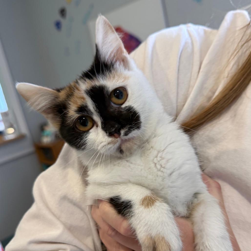Martina, Adoptable, Kitten Female Domestic Short Hair.