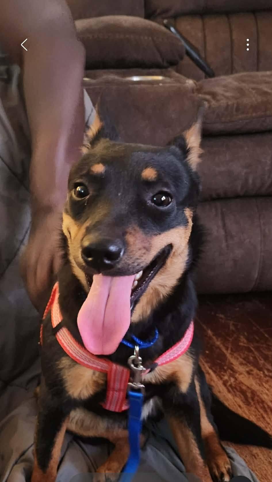 Enlarge Stella, a ADOPTABLE mixed breed in Grand Island, NE image 2/3