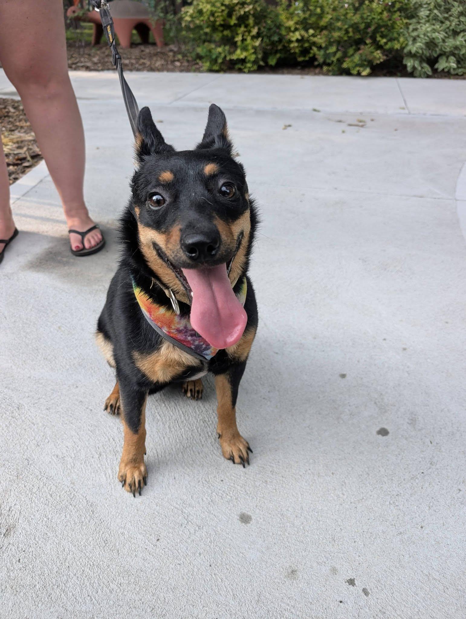Enlarge Stella, a ADOPTABLE mixed breed in Grand Island, NE image 5/5