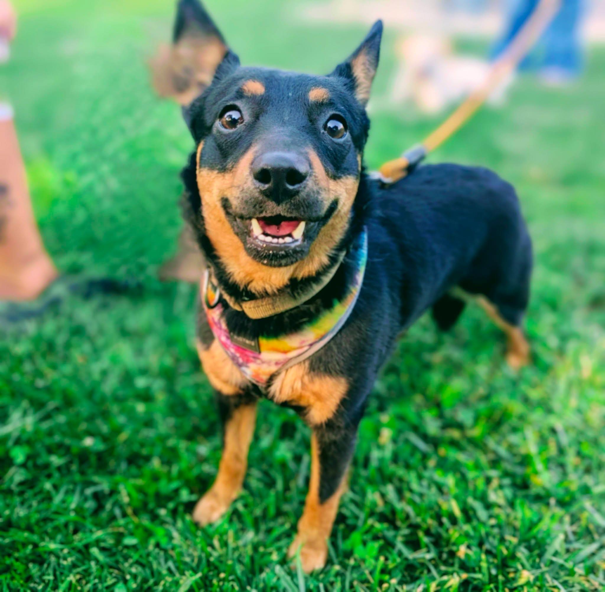 Enlarge Stella, a ADOPTABLE mixed breed in Grand Island, NE image 4/5