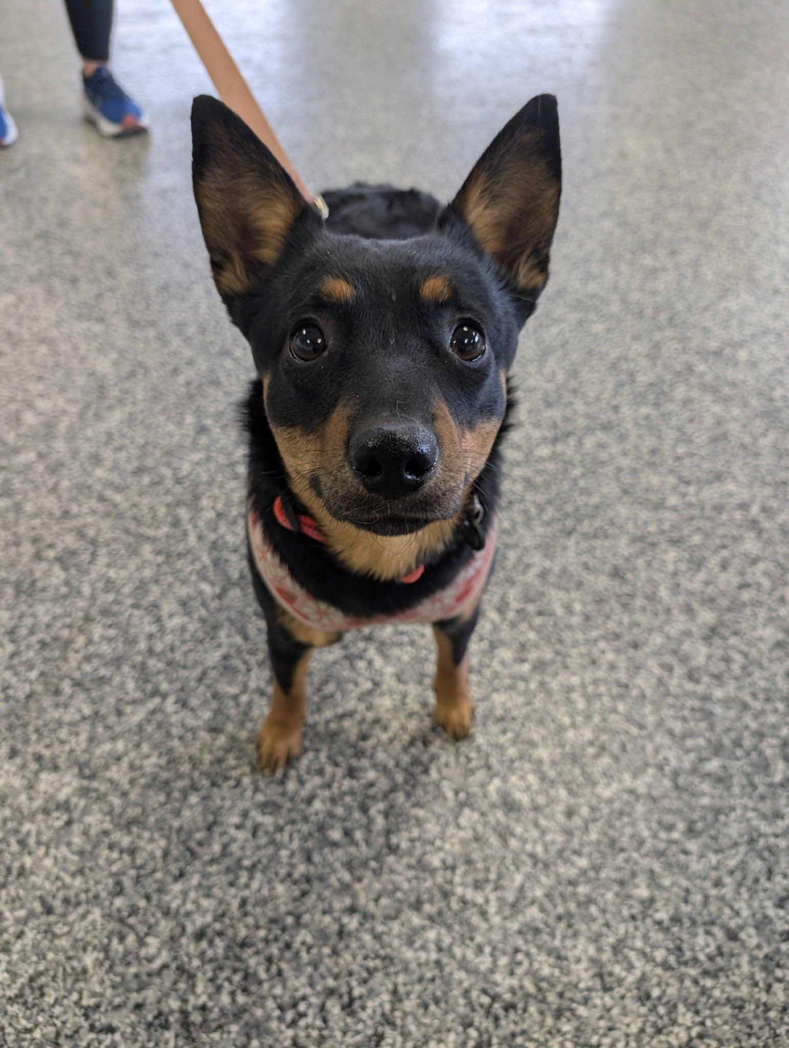 Stella, ADOPTABLE, Young Female Australian Cattle Dog / Blue Heeler.