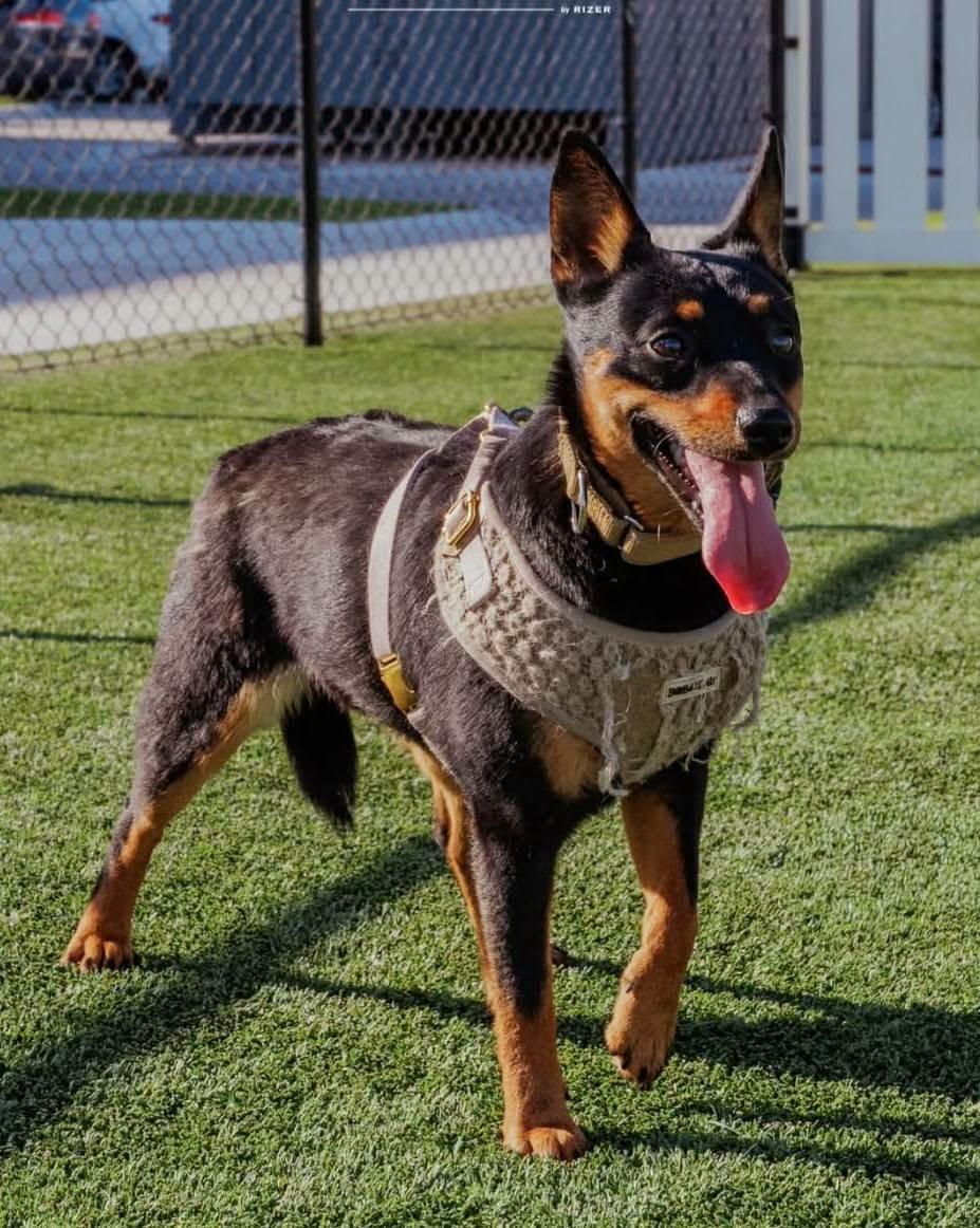 Stella, ADOPTABLE, Young Female Shiba Inu & Australian Cattle Dog / Blue Heeler.