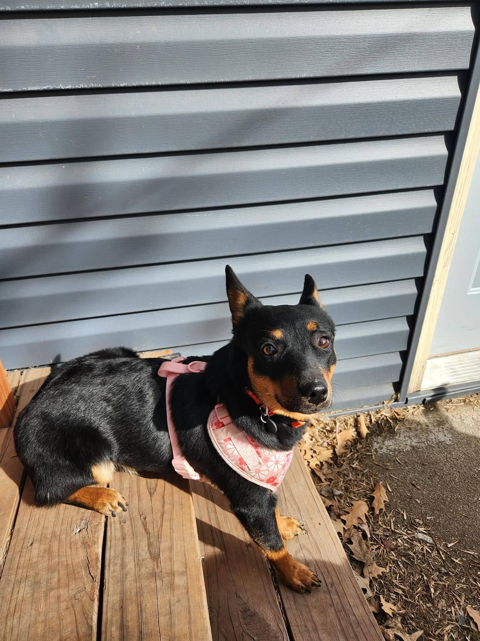 Enlarge Stella, a ADOPTABLE mixed breed in Grand Island, NE image 3/3