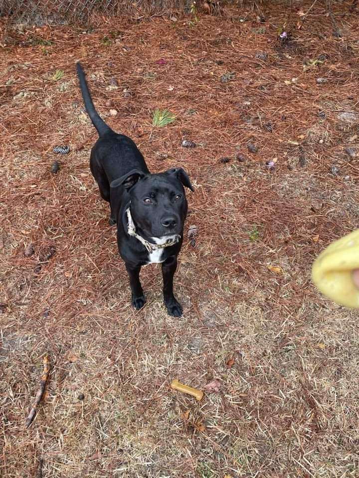 [Urgent-Euth] Dynasty, Adopted, Young Male American Staffordshire Terrier & Pit Bull Terrier.