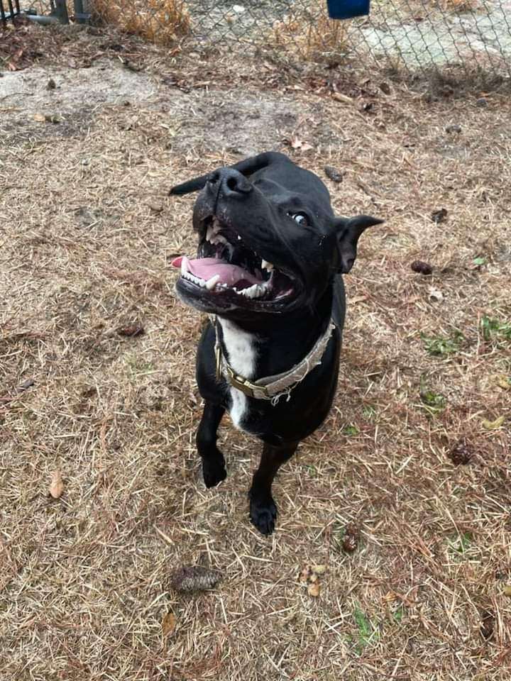 Enlarge [Urgent-Euth] Dynasty, a Adopted mixed breed in Willoughby, OH image 2/3