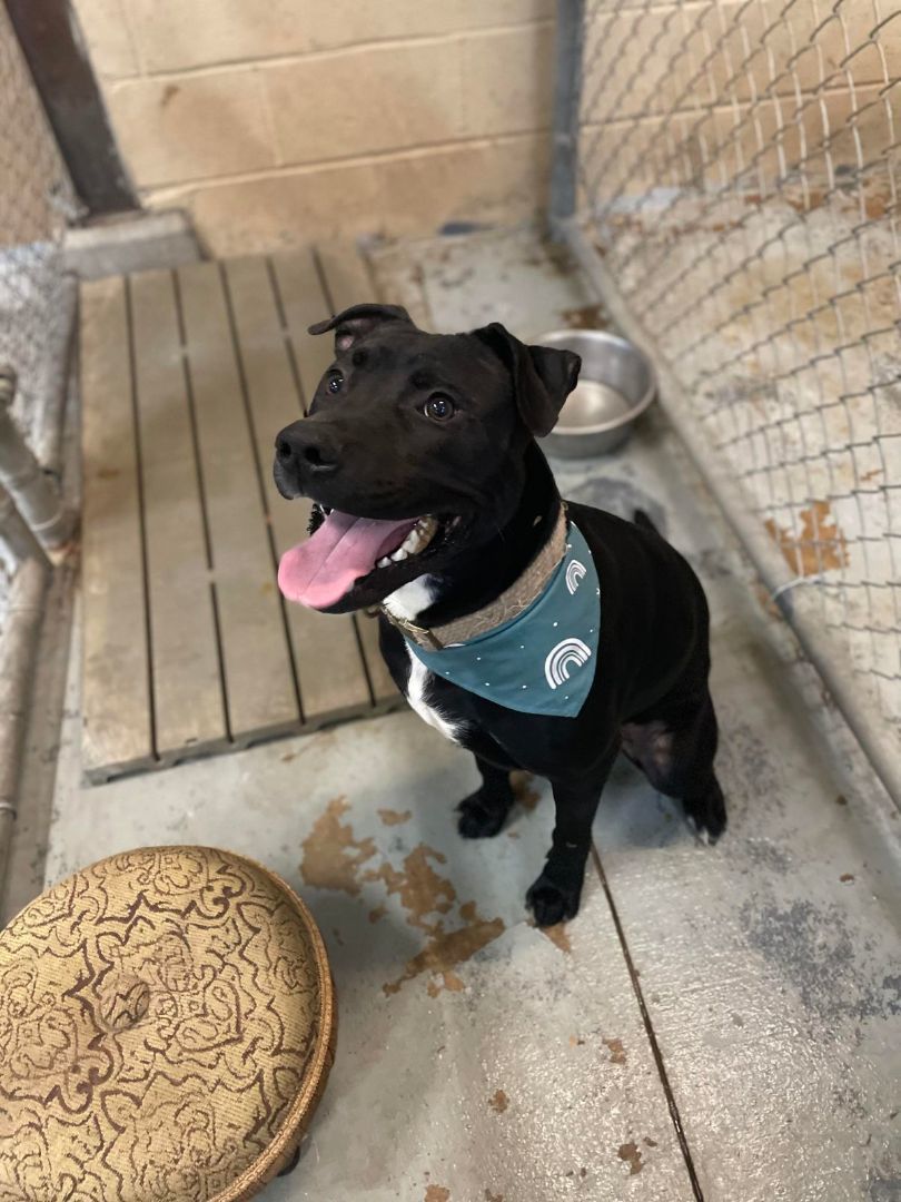 Enlarge [Urgent-Euth] Dynasty, a Adopted mixed breed in Willoughby, OH image 3/3